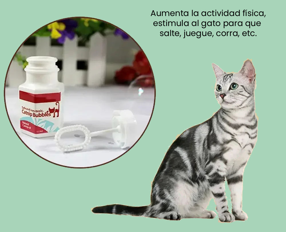 estimula al gato para que juegue salte