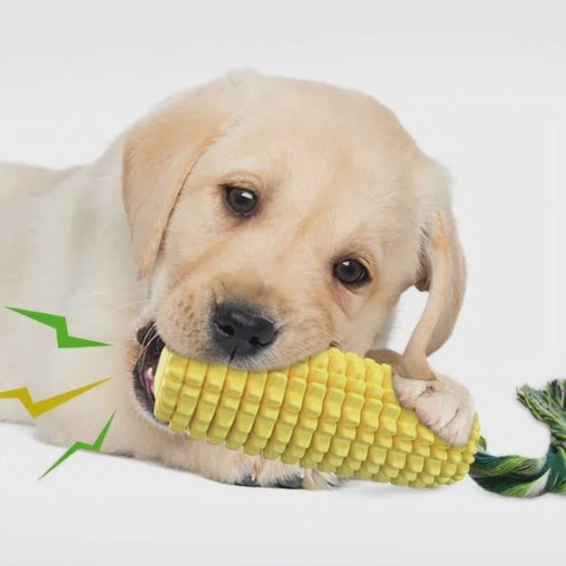 mordedor perro maiz educativo